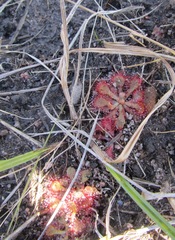 Drosera natalensis