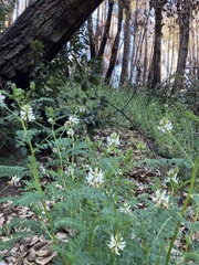 Astragalus agnicidus