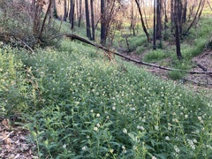 Astragalus agnicidus