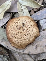 Polyporus decurrens