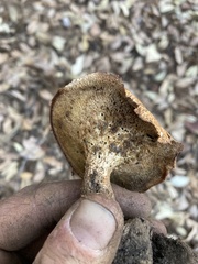 Polyporus decurrens
