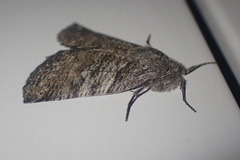 Declana griseata