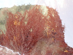 Cumathamnion decipiens