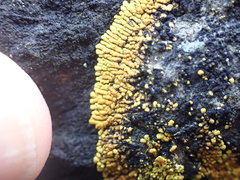 Polycauliona verruculifera