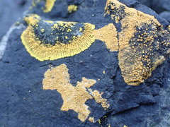 Polycauliona verruculifera