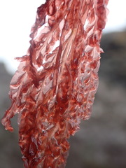 Cumathamnion decipiens