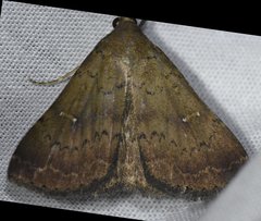 Hypenula cacuminalis