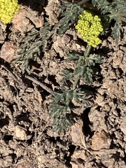 Lomatium austiniae