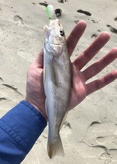 Menticirrhus americanus
