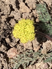 Lomatium austiniae