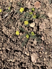 Lomatium austiniae