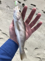 Menticirrhus americanus