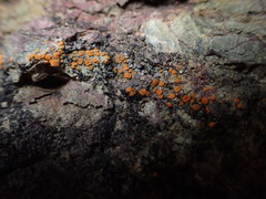 Polycauliona luteominia