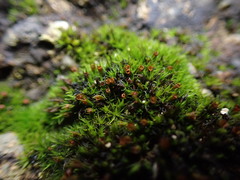 Schistidium maritimum