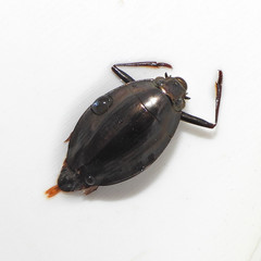 Dineutus ciliatus