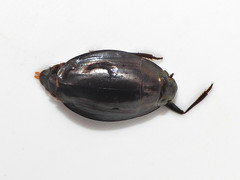 Dineutus ciliatus