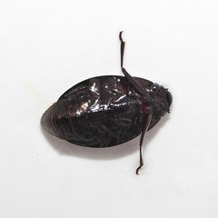 Dineutus ciliatus