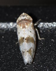 Pendarus auroalbus