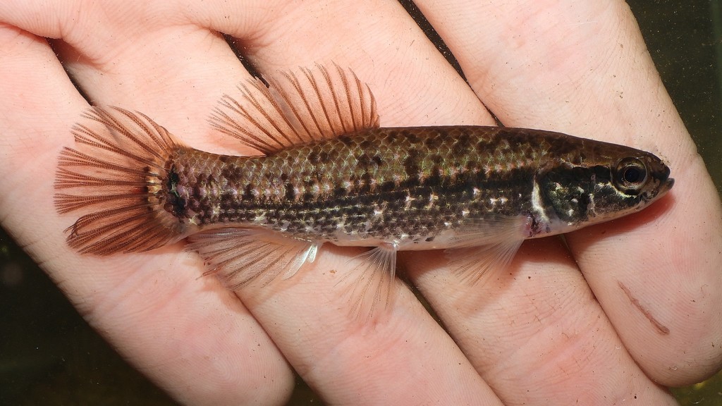 Eastern mudminnow (Umbra pygmaea) — Umbridae