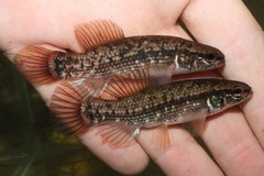 Eastern Mudminnow photo 1