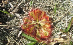 Drosera natalensis
