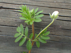 Kallstroemia maxima