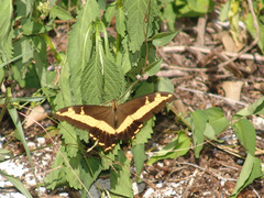 Heraclides andraemon