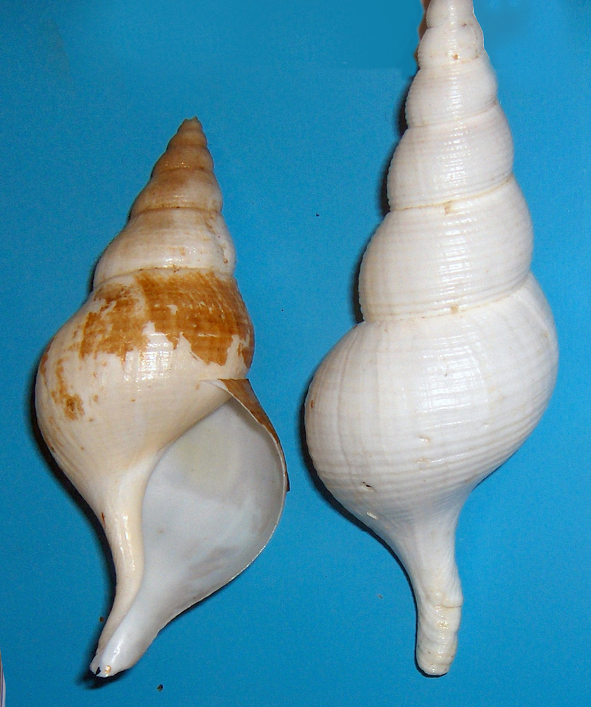 Iceland whelk