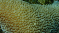 Hydnophora microconos