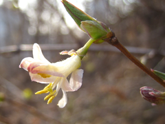 Lonicera harae