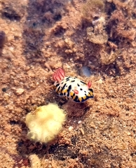 Hypselodoris rudmani