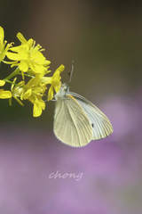 Pieris canidia
