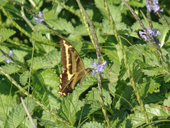 Heraclides andraemon