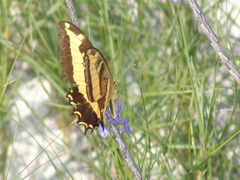 Heraclides andraemon