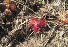 Drosera natalensis