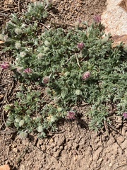 Trifolium andersonii