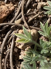 Trifolium andersonii
