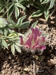 Trifolium andersonii