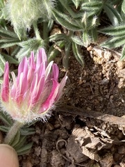 Trifolium andersonii