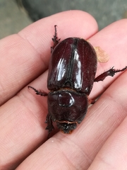 Oryctes nasicornis corniculatus