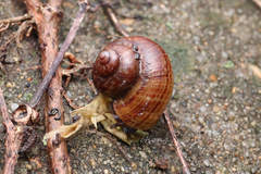Cyclophorus martensianus