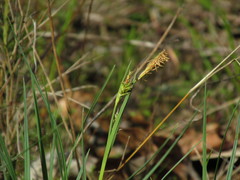 Carex meadii