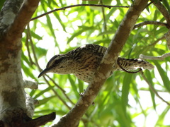 Campylorhynchus yucatanicus