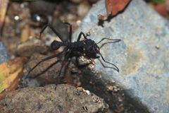 Acromyrmex volcanus