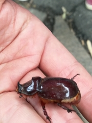 Oryctes nasicornis corniculatus