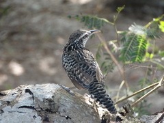 Campylorhynchus yucatanicus