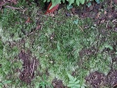 Leucobryum juniperoideum