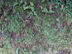 Leucobryum juniperoideum