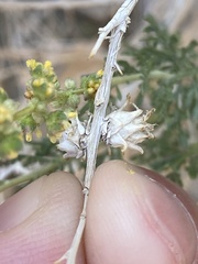 Procecidochares kristineae