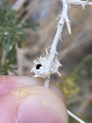 Procecidochares kristineae